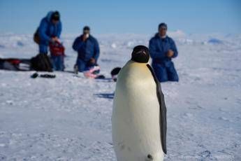 Veterinari italiani in Antartide a caccia dell’influenza aviaria tra le colonie di pinguini