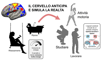 Il cervello non è mai davvero spento, ecco cosa succede quando è in relax